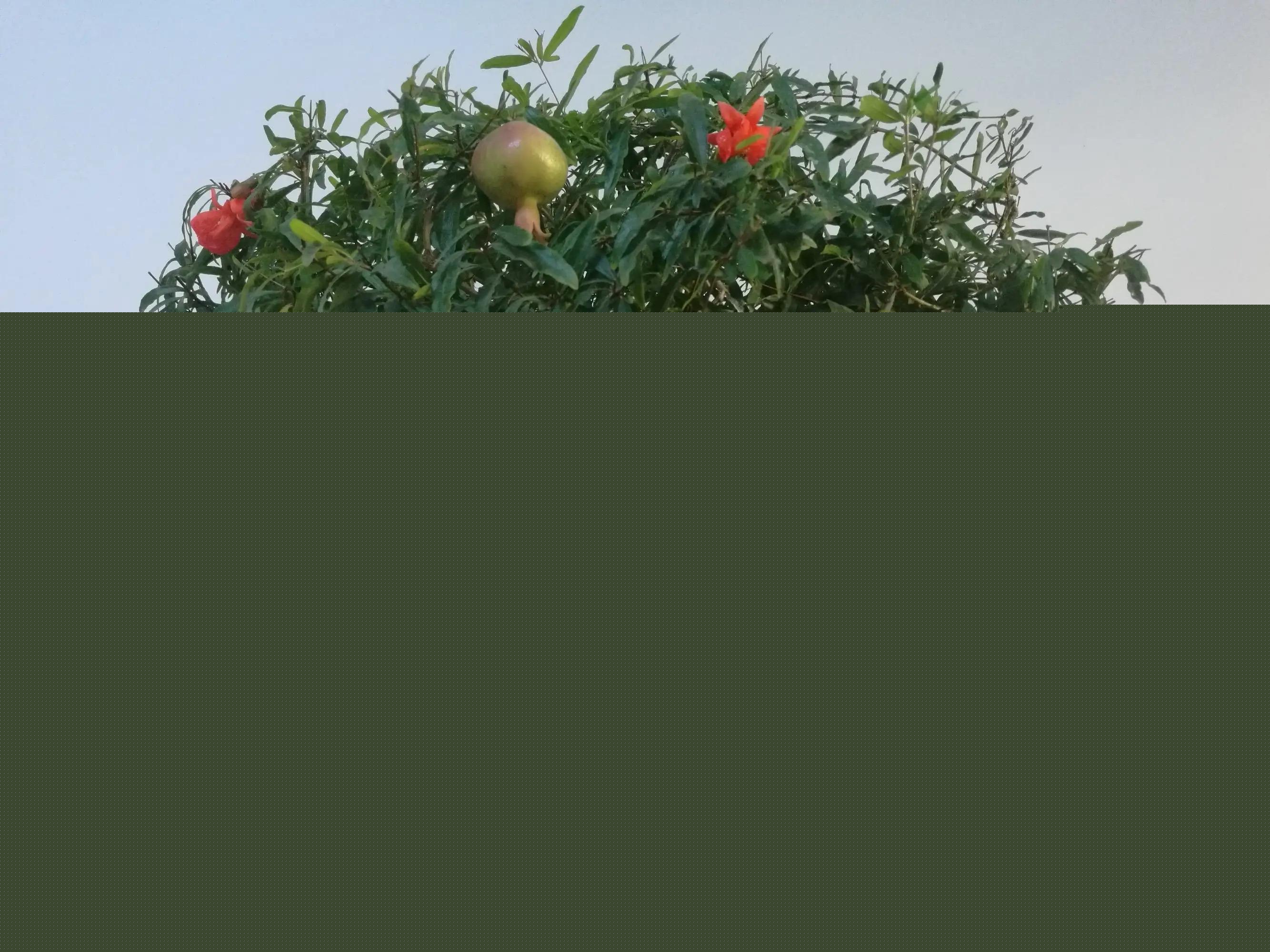 石榴怎么种植_石榴的种植方法