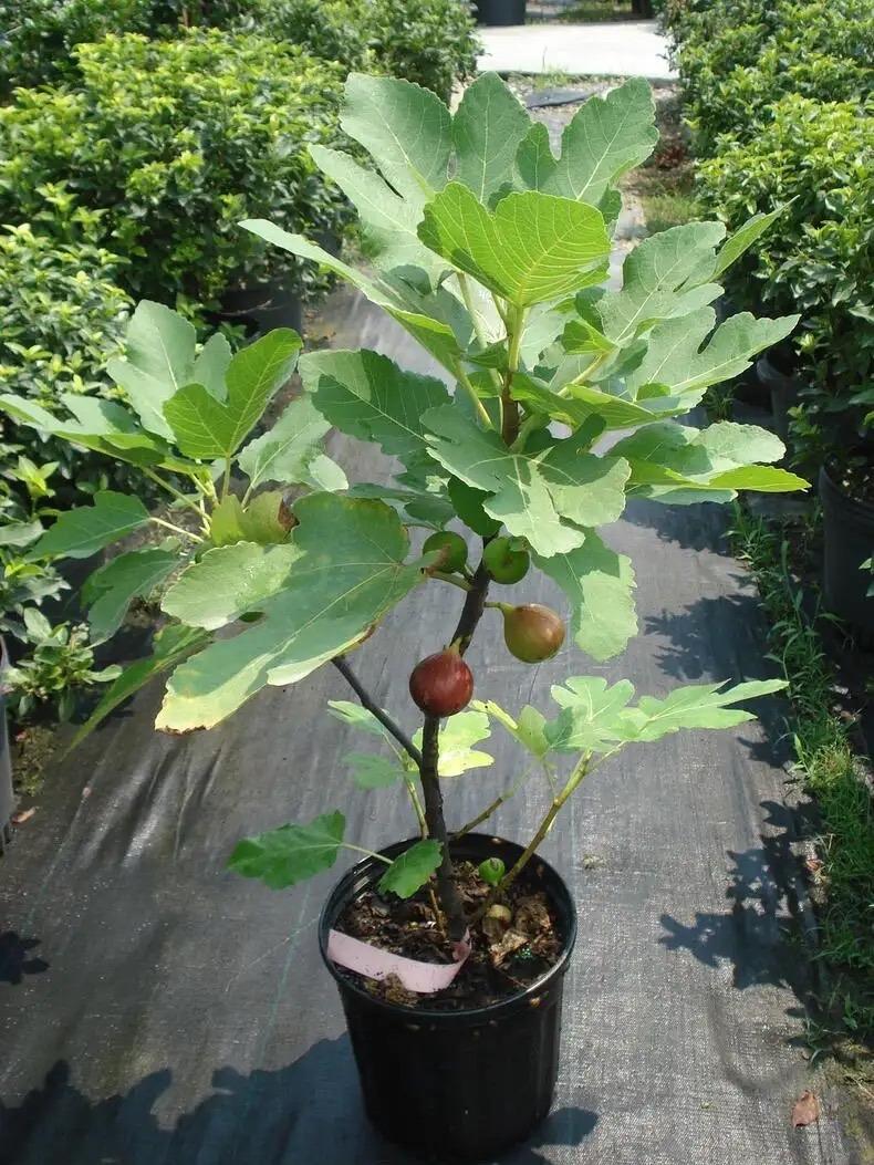 无花果怎么种植_无花果的种植技术