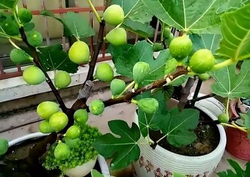 无花果怎么种植_无花果的种植技术