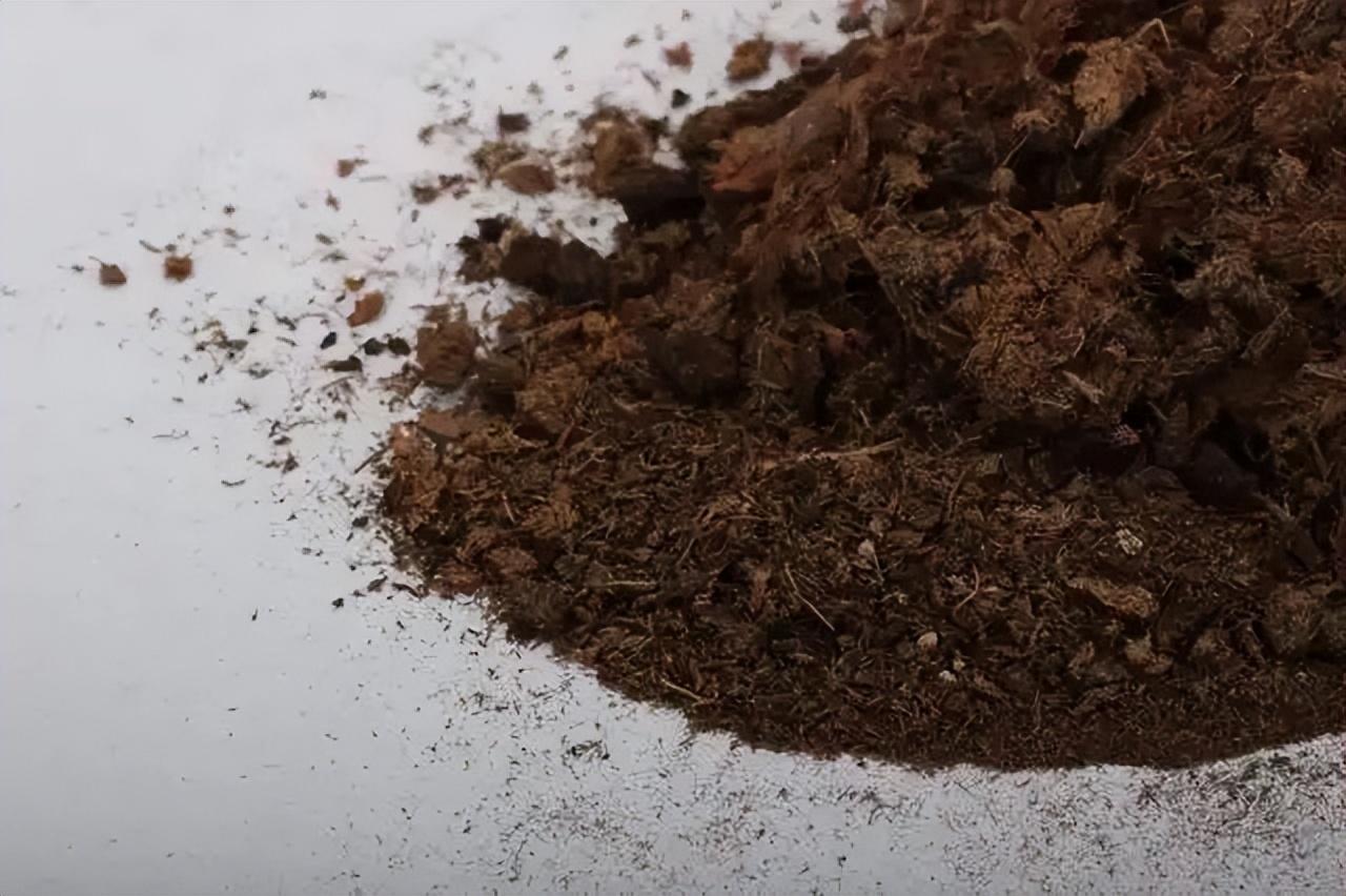 无花果怎么种植_无花果的种植技术