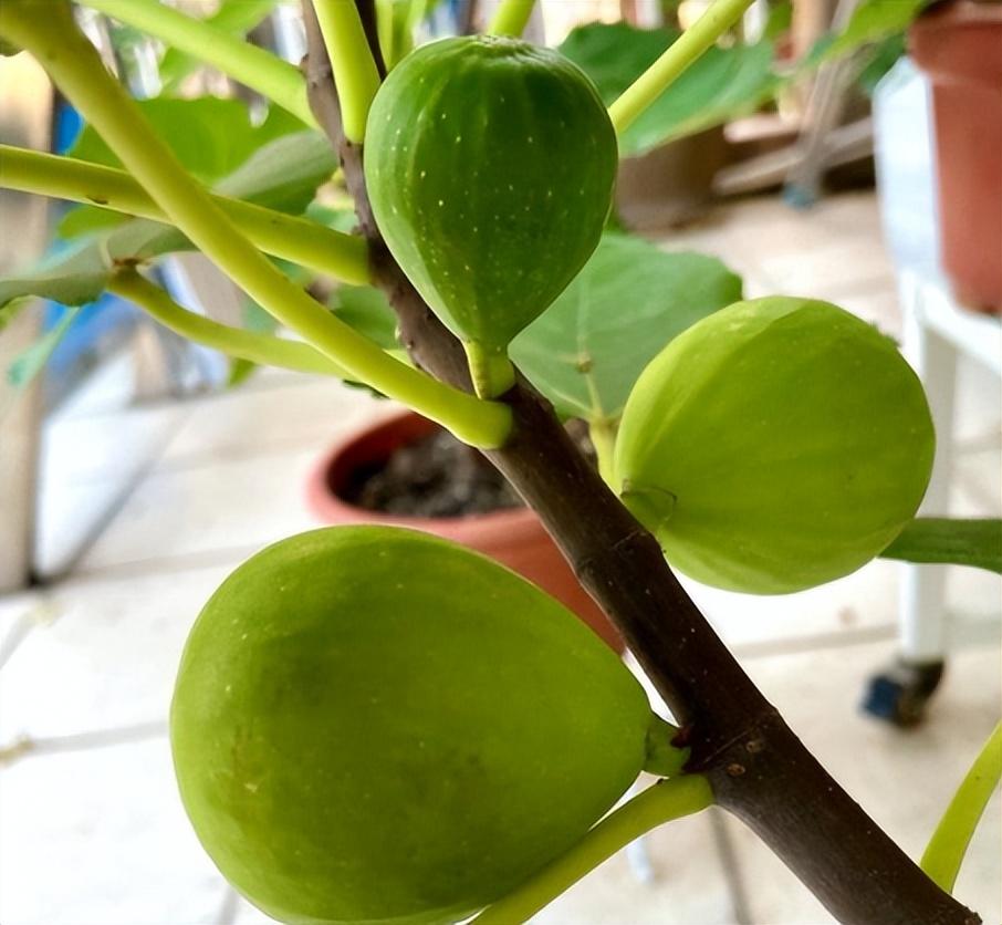 无花果怎么种植_无花果的种植技术