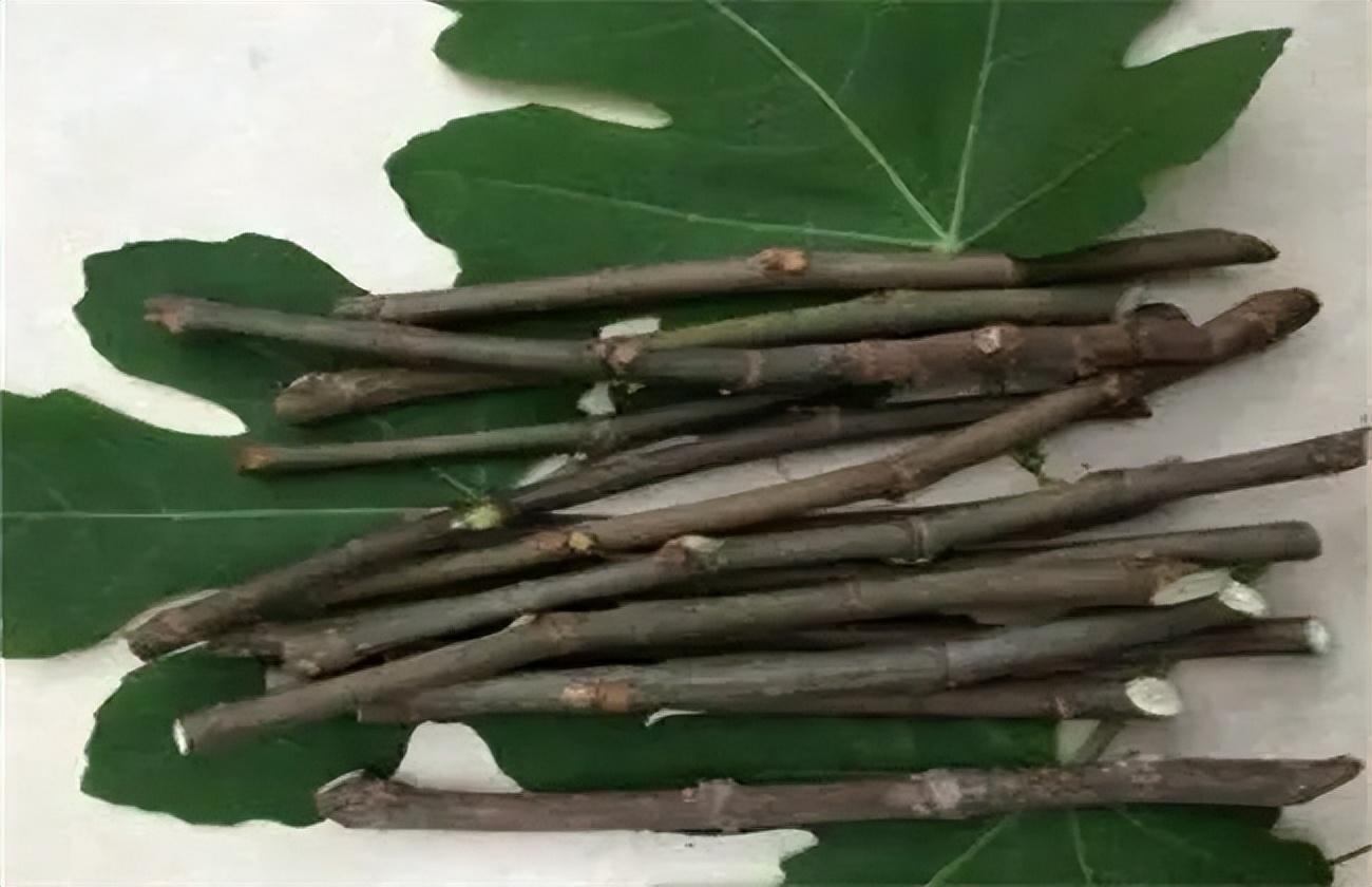 无花果怎么种植_无花果的种植技术
