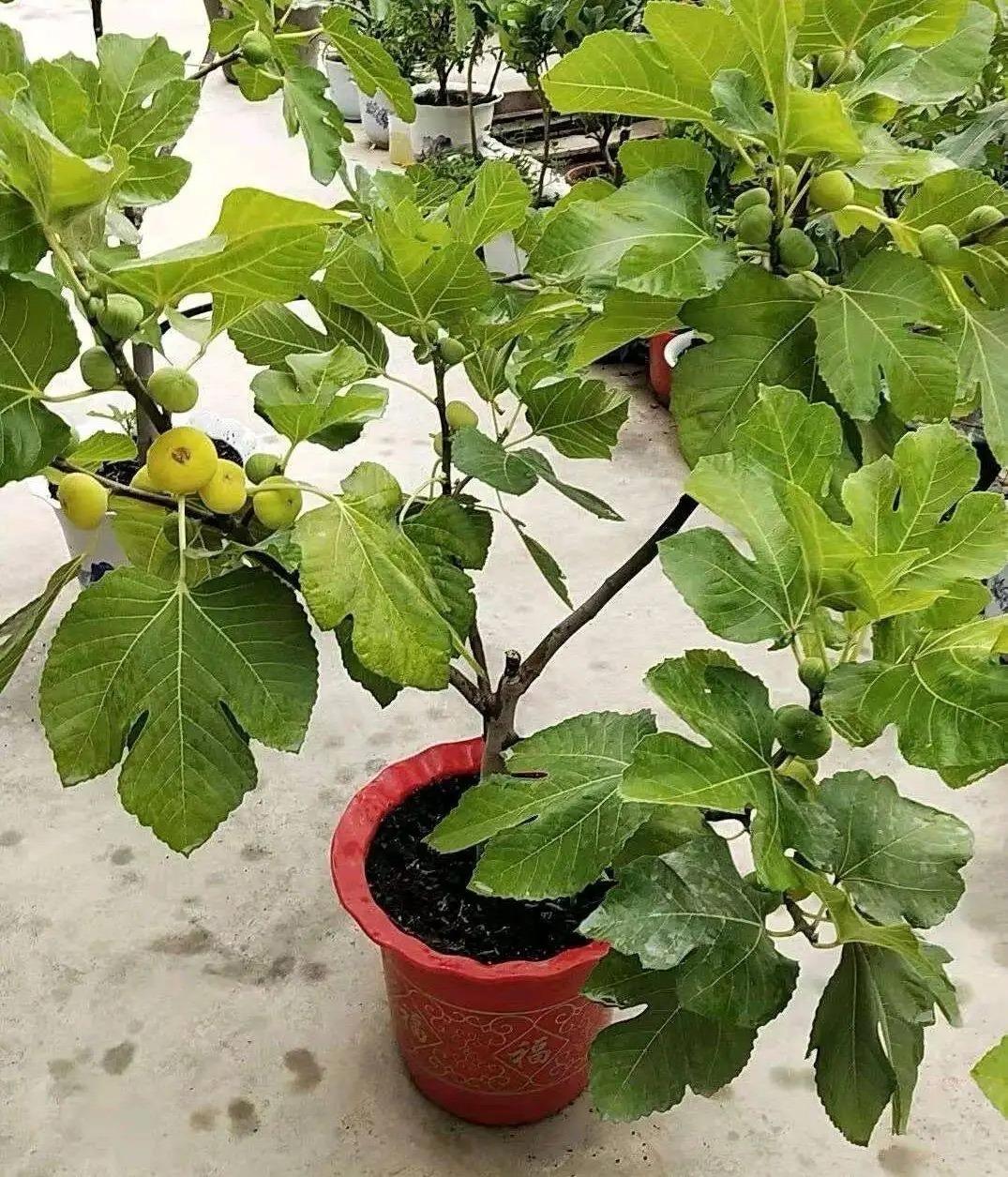 无花果怎么种植_无花果的种植技术