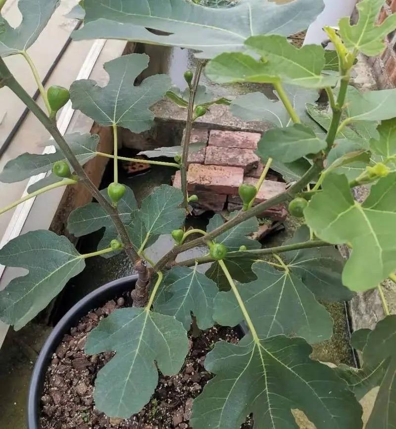 无花果怎么种植_无花果的种植技术