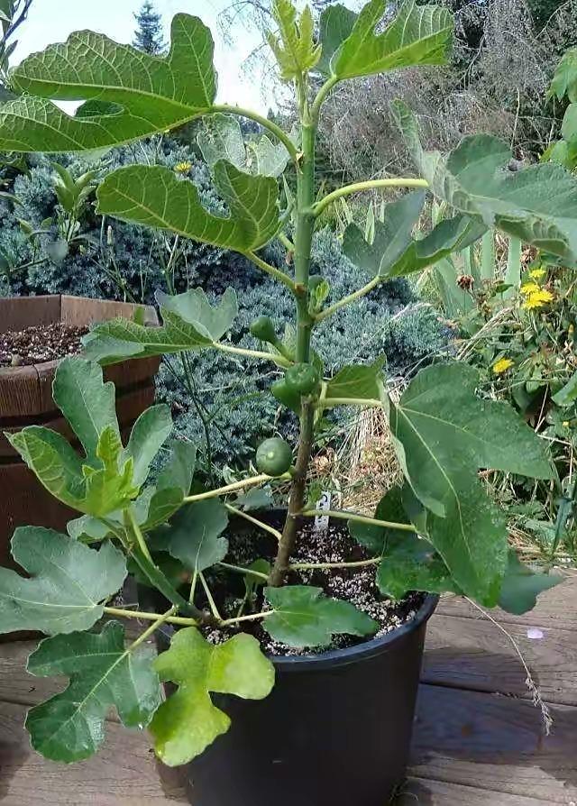 无花果怎么种植_无花果的种植技术
