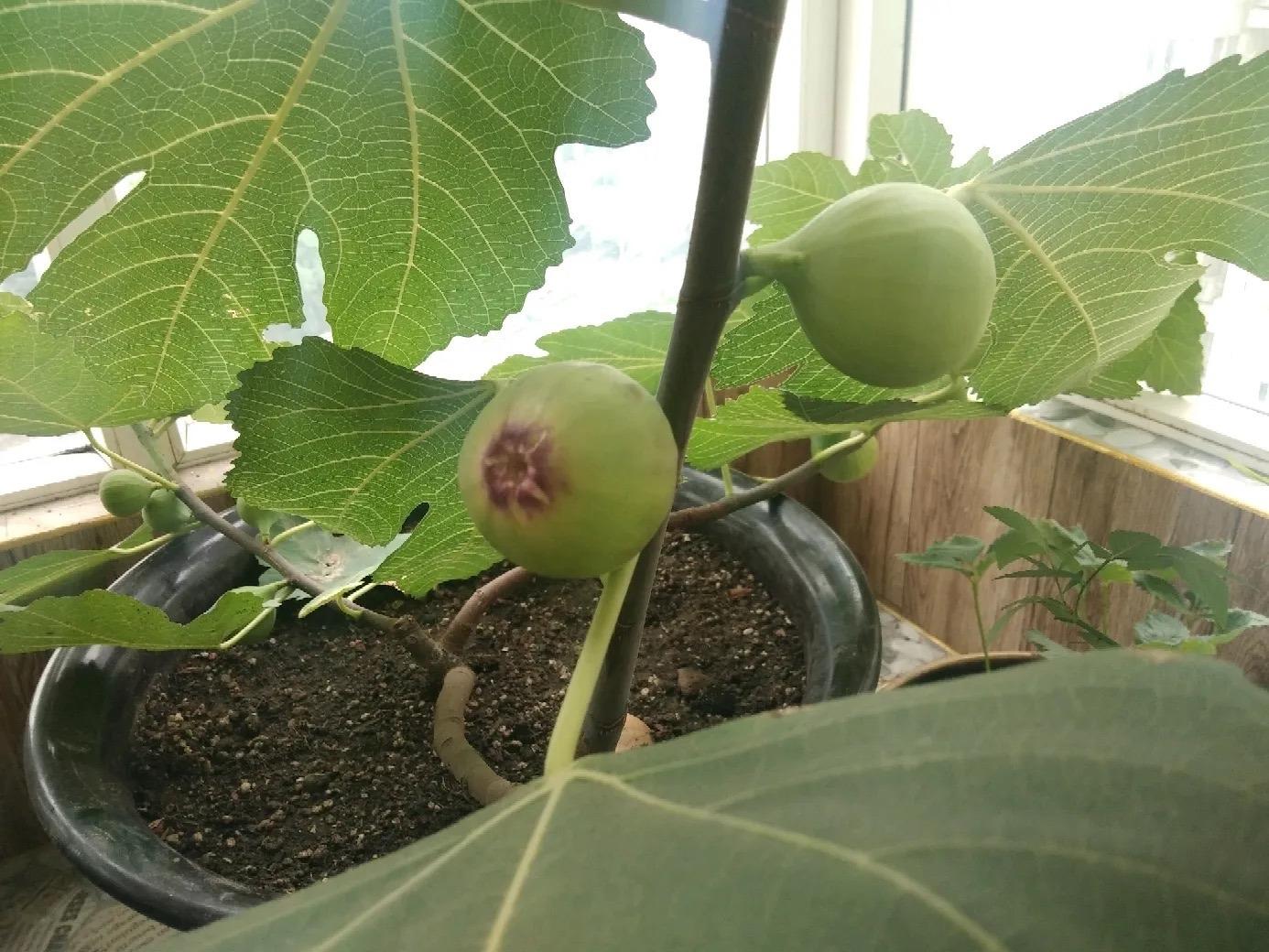 无花果怎么种植_无花果的种植技术