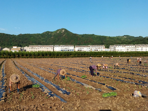 西兰花怎么种植_西兰花的种植方法