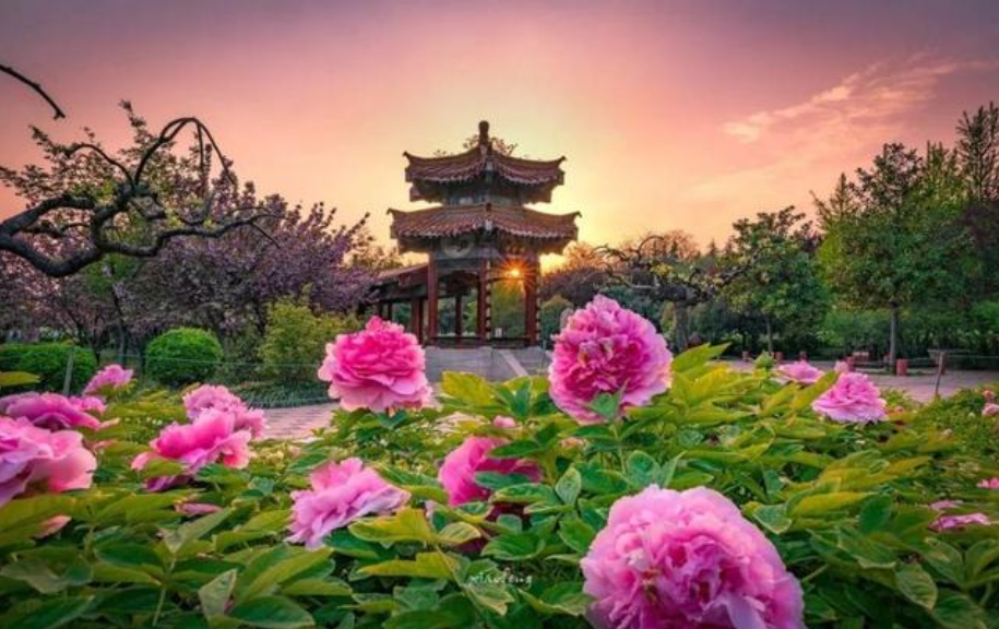 中国的国花是什么花_中国国花的象征