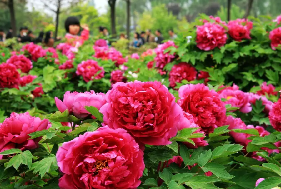 中国的国花是什么花_中国国花的象征