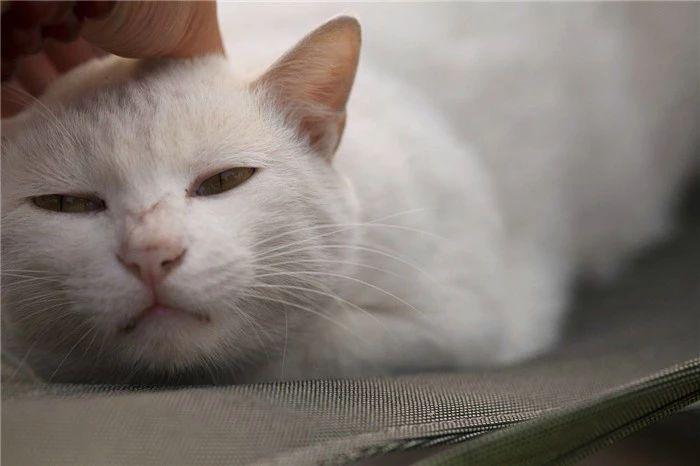 猫咪掉毛怎么处理_猫咪掉毛什么原因
