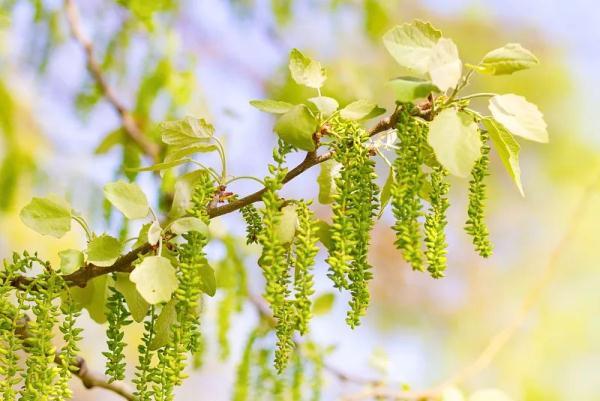 为什么会花粉过敏_花粉过敏的真正原因