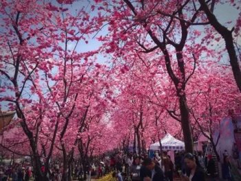 4月份去云南怎么玩_请收下这份云南最新旅游攻略
