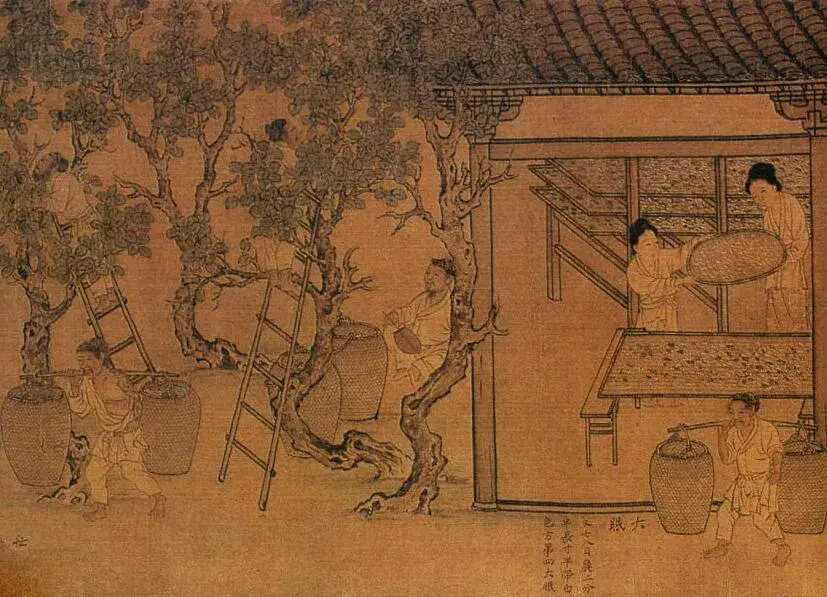 中国人为什么那么爱吃白菜_你知道原因吗