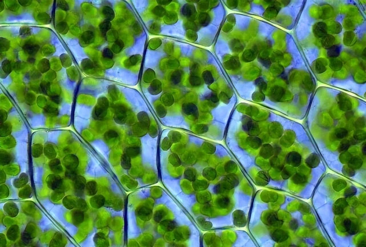 植物也能闻气味吗_答案是肯定的