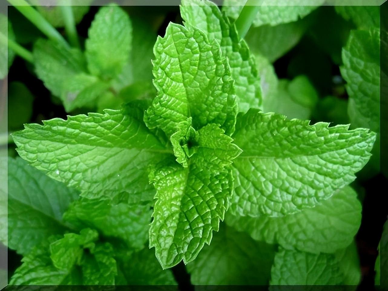 植物也能闻气味吗_答案是肯定的