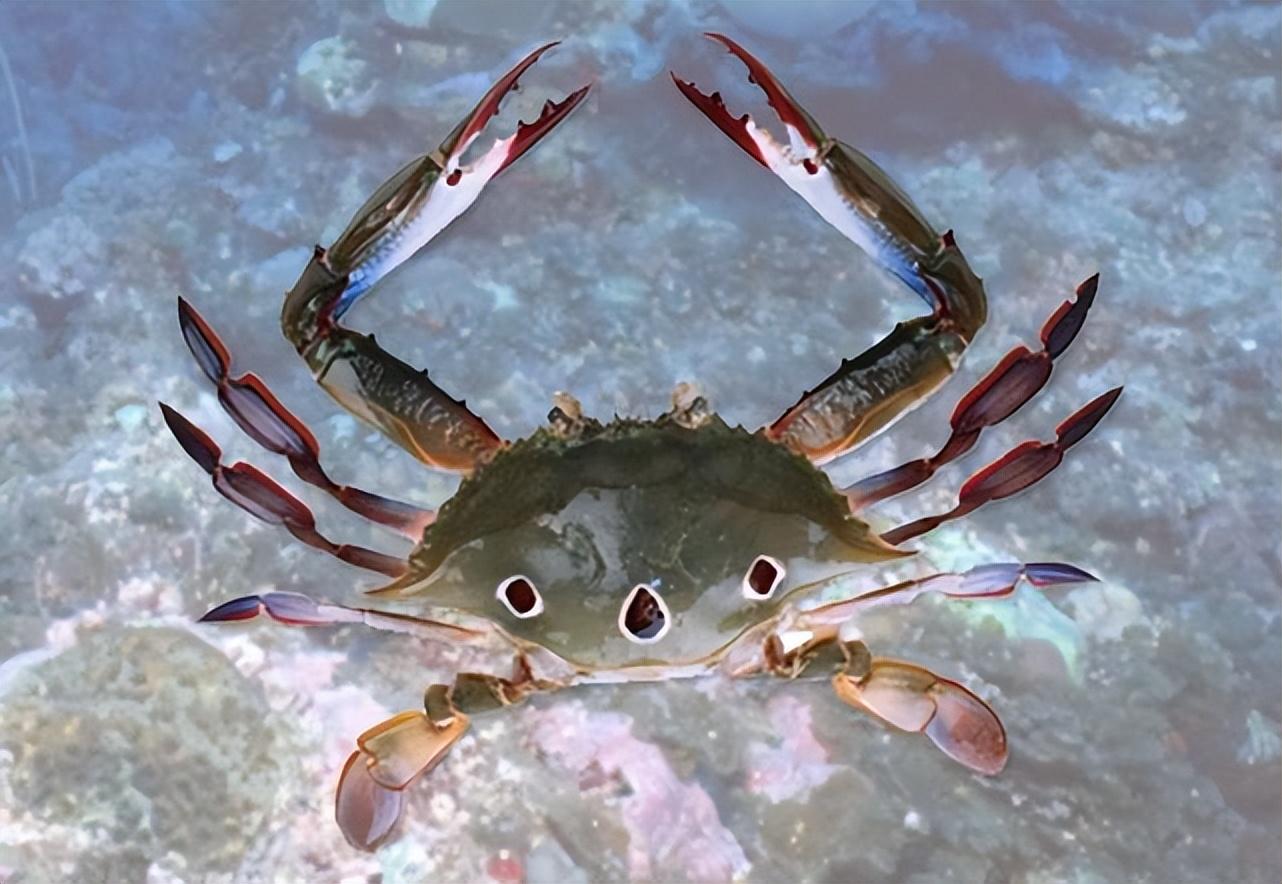 什么螃蟹最奇怪_最奇特的七种螃蟹