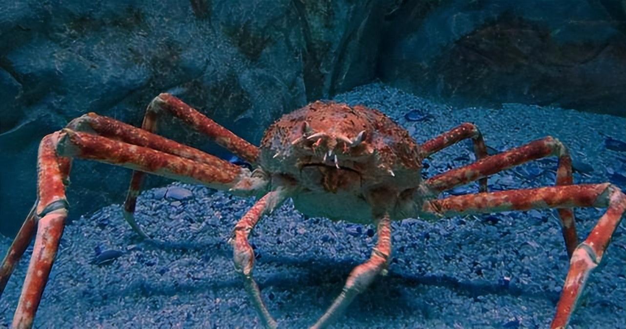 什么螃蟹最奇怪_最奇特的七种螃蟹