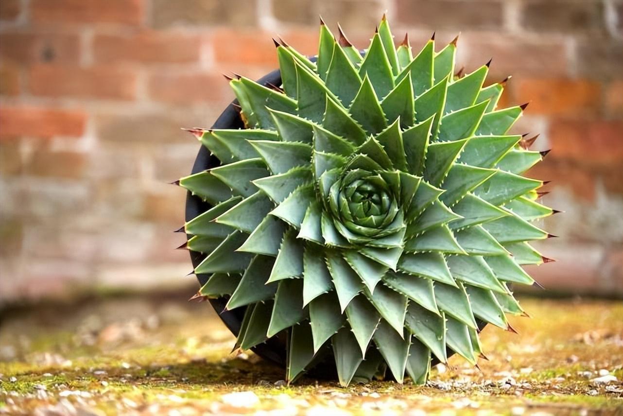 什么是多肉植物_世界十大珍稀多肉植物盘点