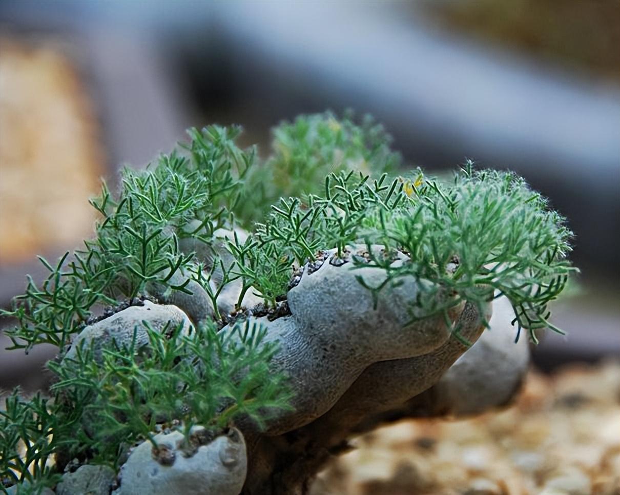 什么是多肉植物_世界十大珍稀多肉植物盘点