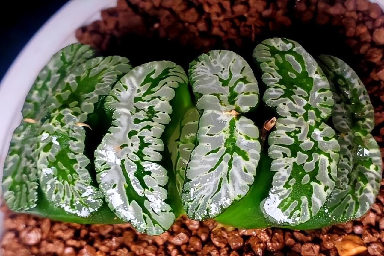 什么是多肉植物_世界十大珍稀多肉植物盘点