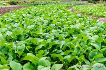 冬天种植的蔬菜有哪些_你知道吗