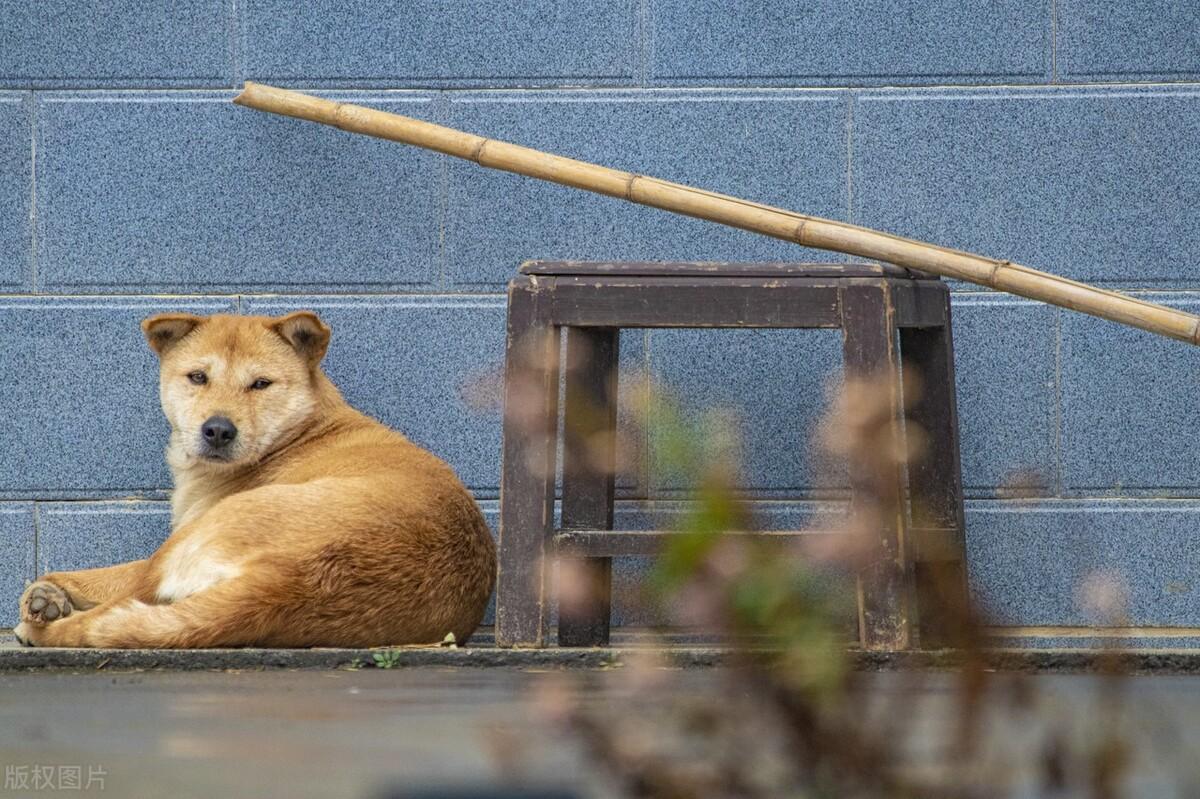 什么是中华田园犬_中华田园犬的优缺点