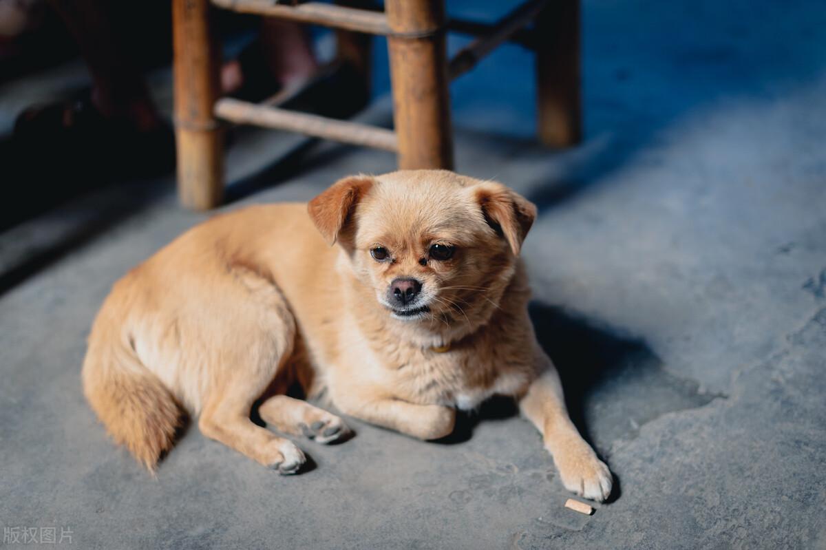 什么是中华田园犬_中华田园犬的优缺点
