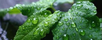 薄荷盆栽如何种植_薄荷种植方法