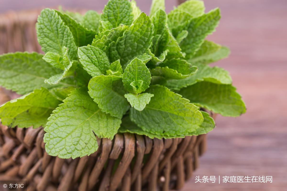 薄荷有什么作用_薄荷的作用和功效