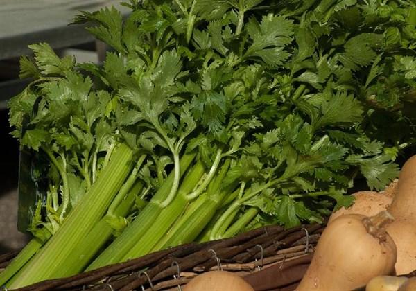 芹菜有什么好处_芹菜的营养价值