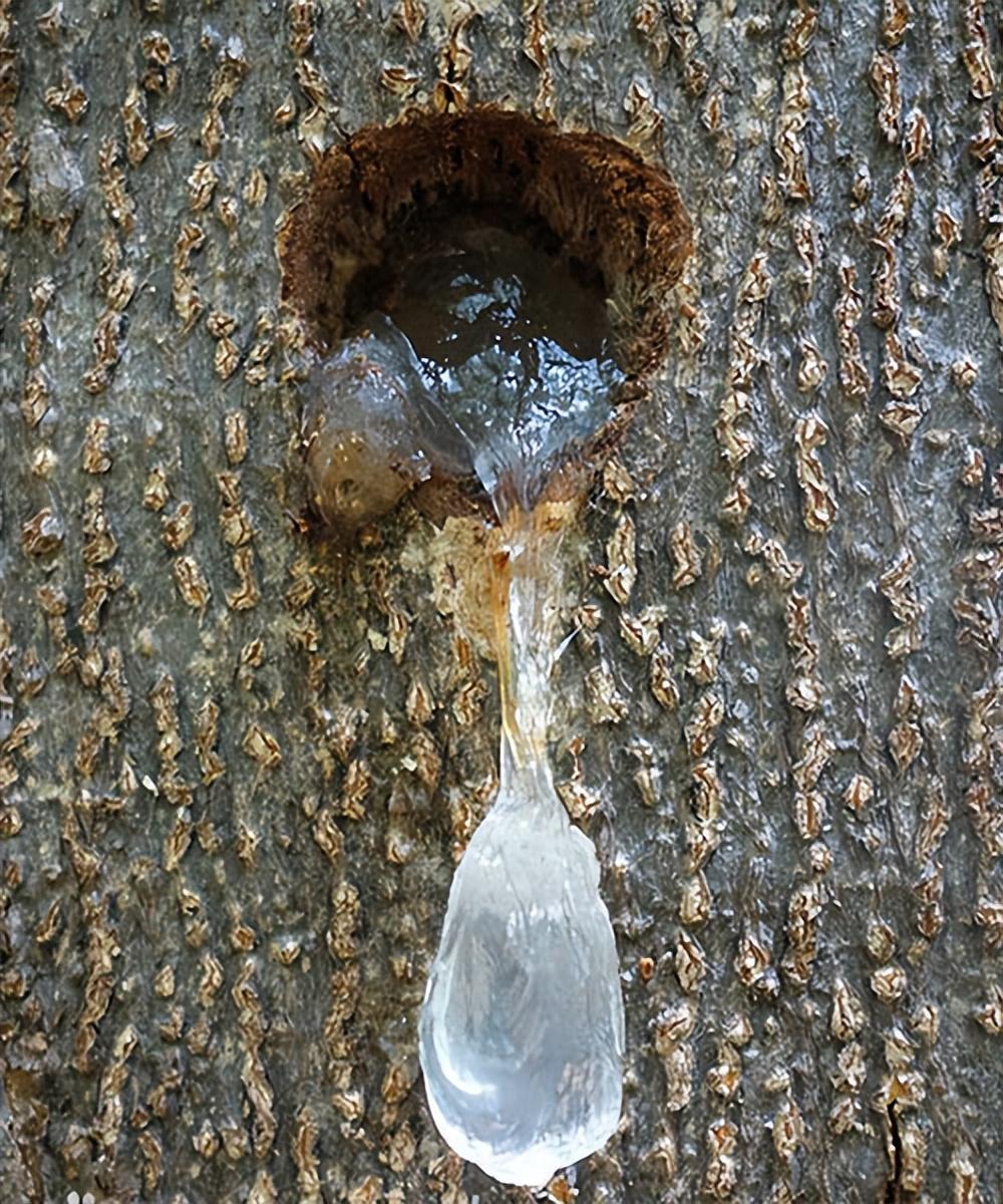 什么是雪燕_雪燕的作用和功效