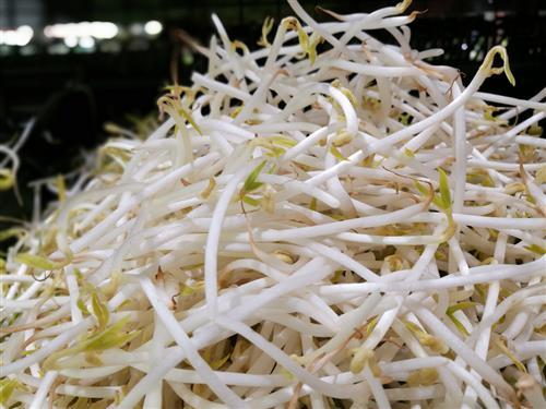 绿豆芽有什么功效_绿豆芽的营养成分与食用功效