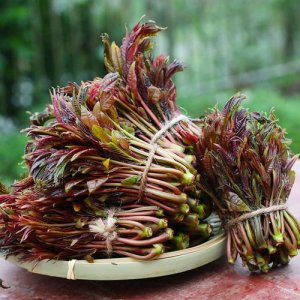 香椿芽有什么功效_香椿芽的成分及价值