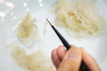 燕窝怎么挑毛_燕窝挑毛方法