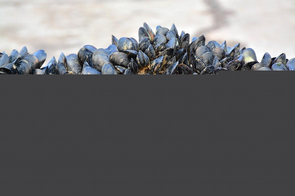 什么是海虹_海虹的特征