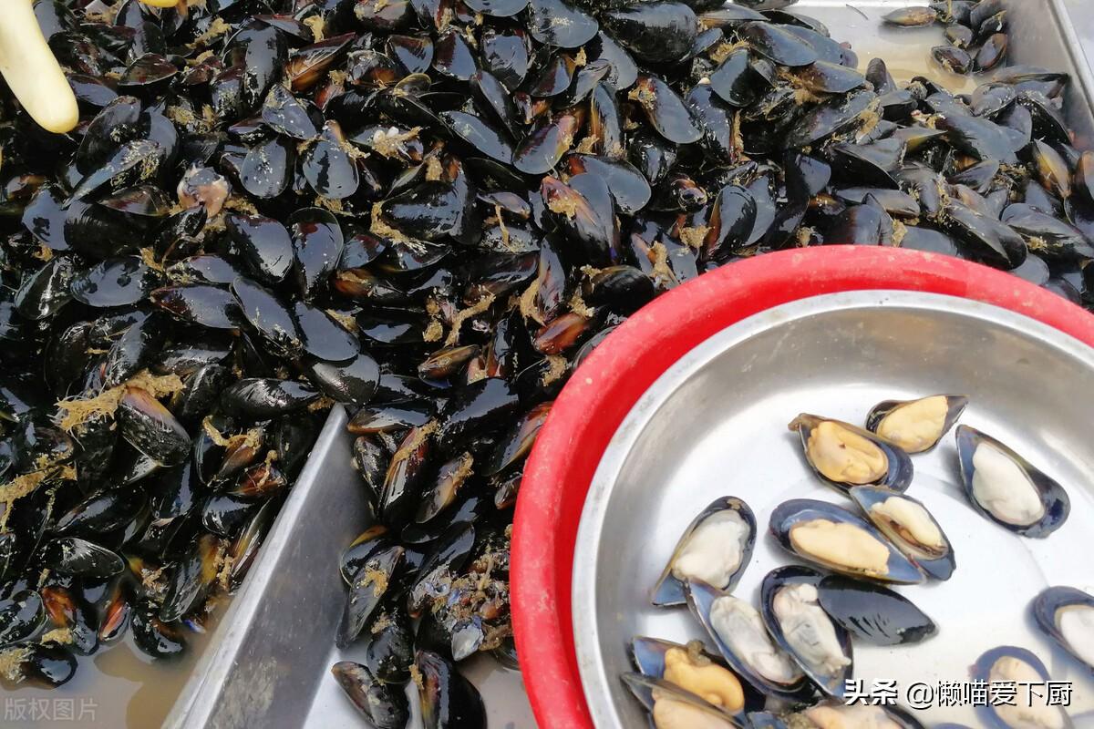 什么是海虹_海虹的特征