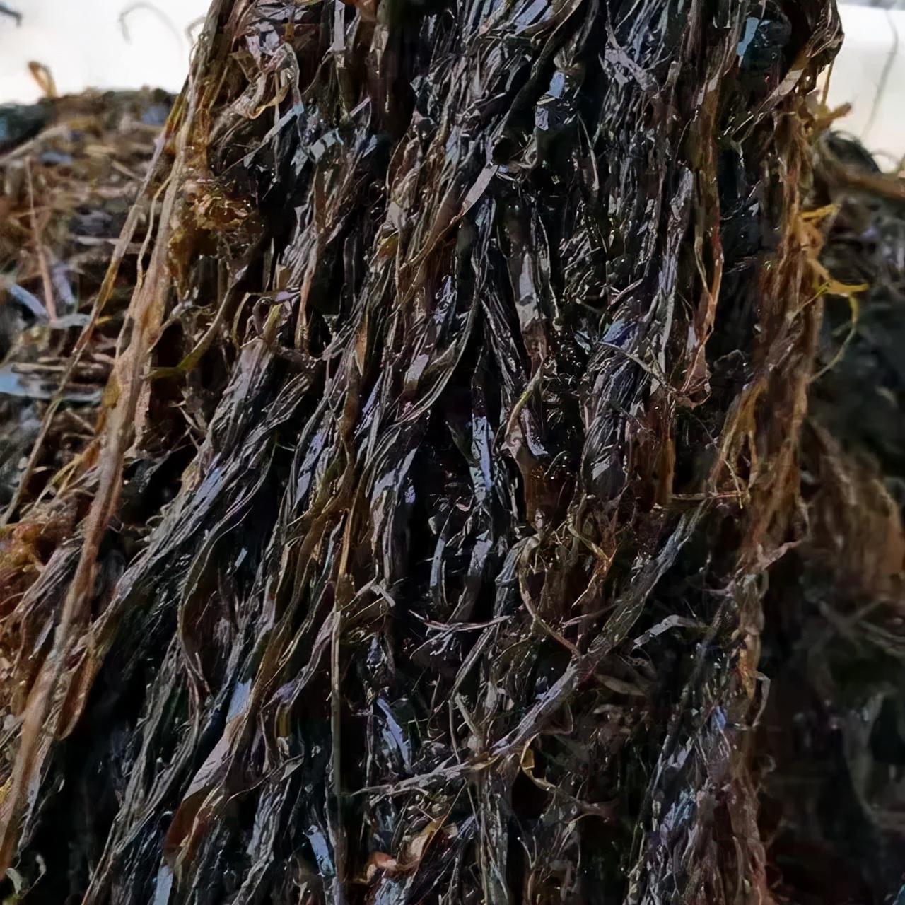 什么是海麻线_海麻线的特征和做法