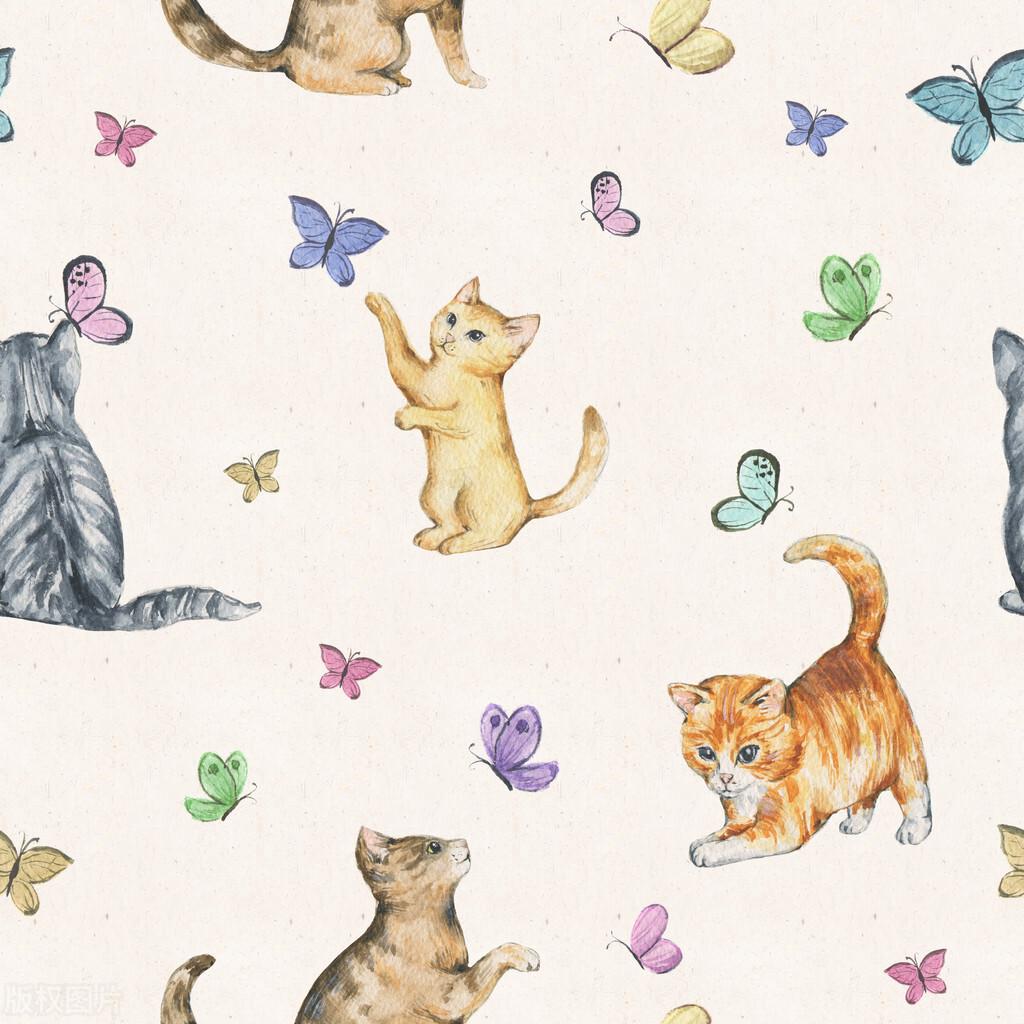 什么是猫蝶图_猫蝶图的画卷