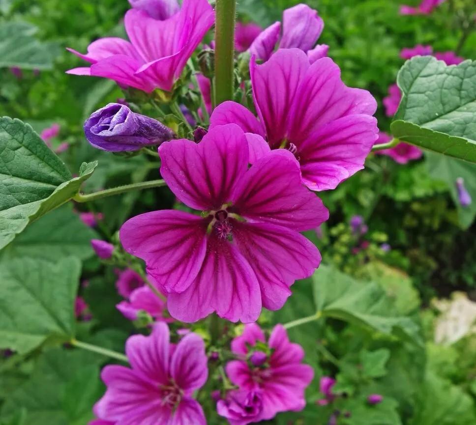 植物的为什么会开花_植物的开花的原理