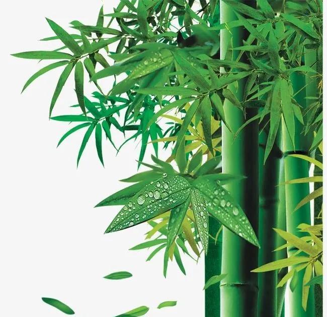 竹子究竟是什么_竹子的特征和作用