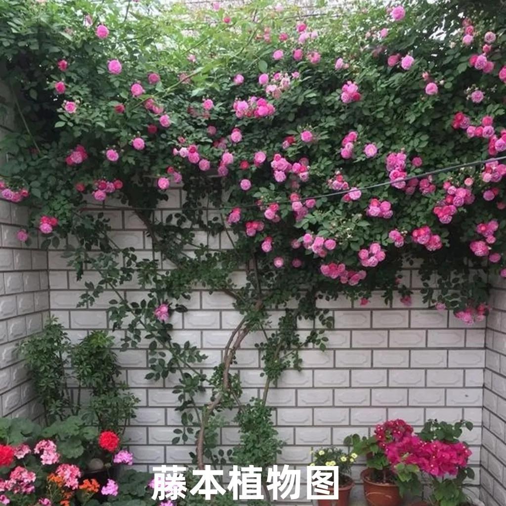 树和树木的概念是什么_树和树木的概念和区别