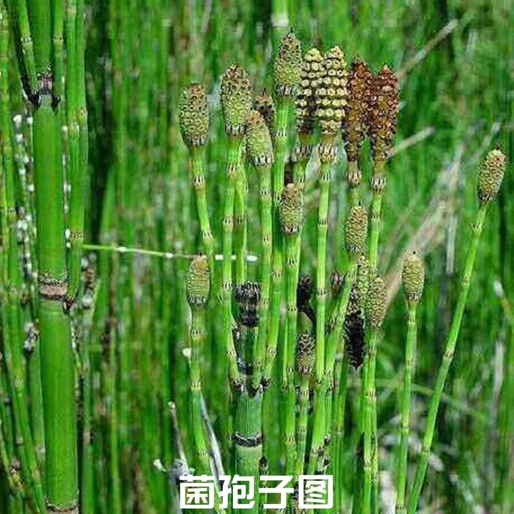 什么是节节草_节节草的特征和作用