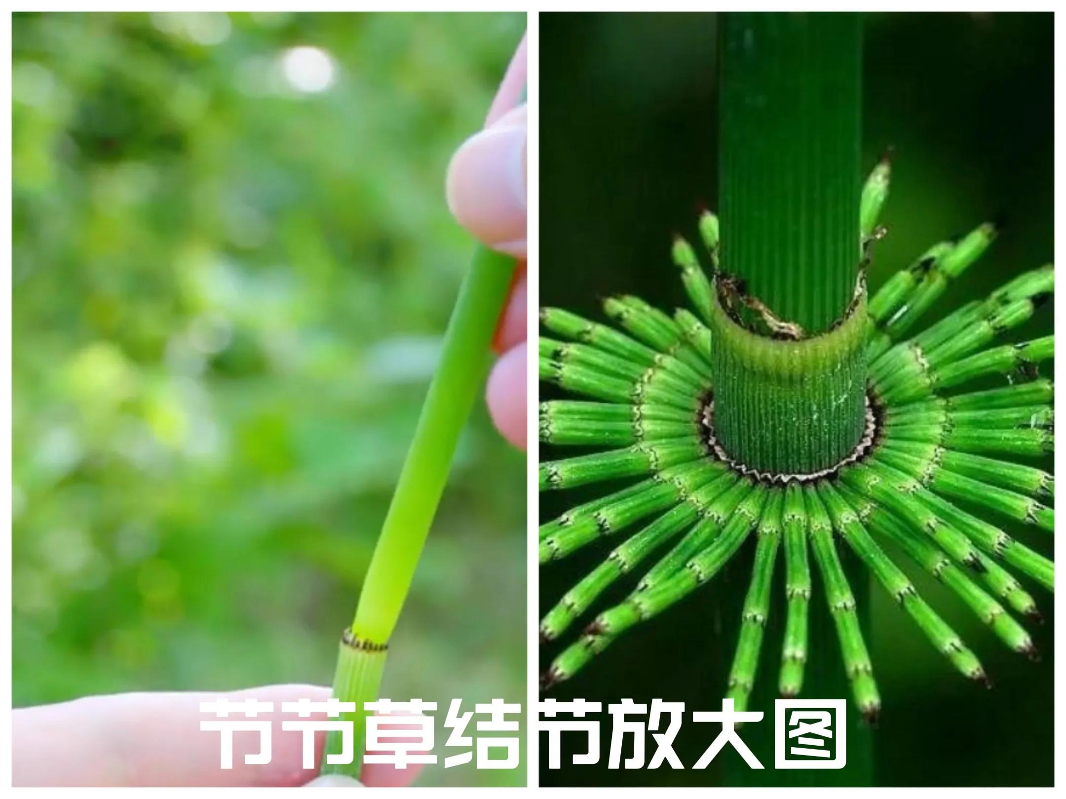 什么是节节草_节节草的特征和作用