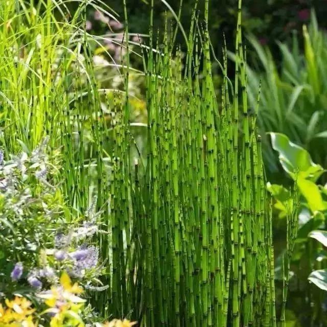 什么是节节草_节节草的特征和作用