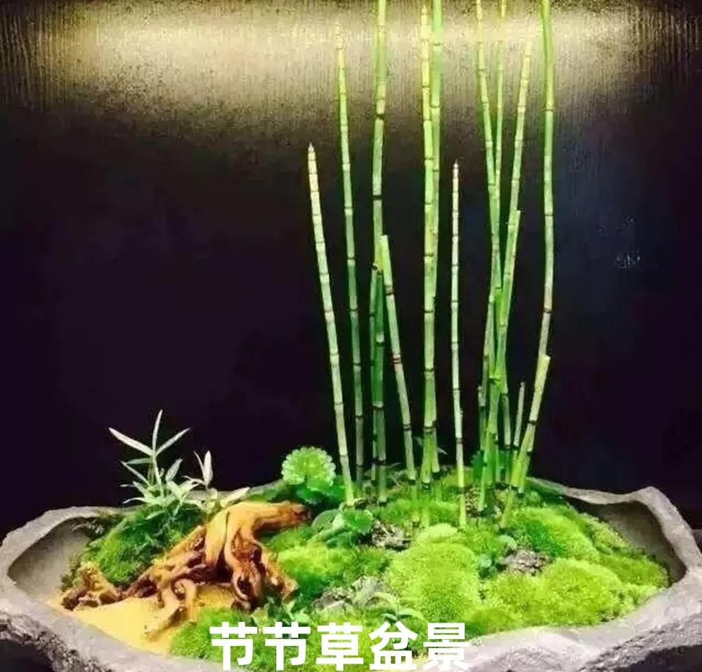 什么是节节草_节节草的特征和作用