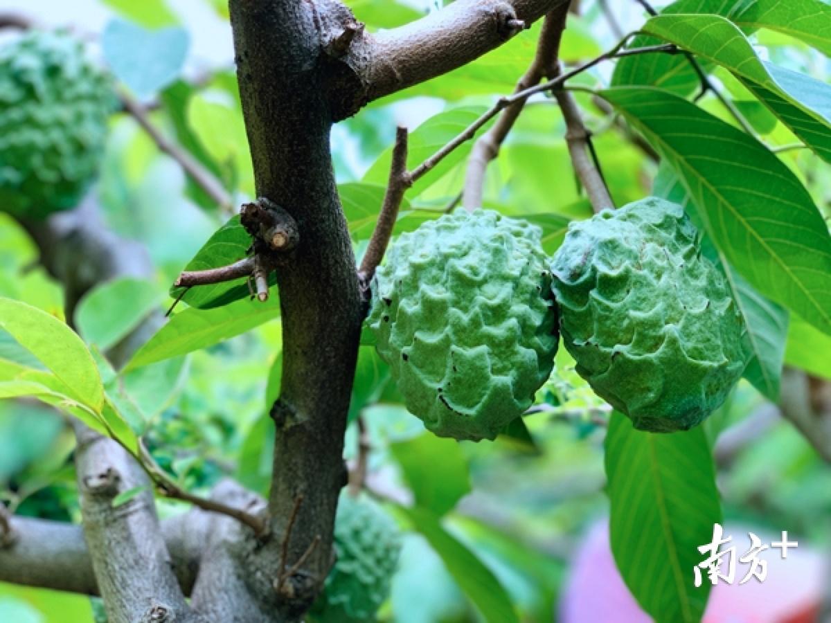 什么是番荔枝_番荔枝的营养价值