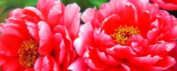 牡丹花怎么种植_牡丹栽培技术