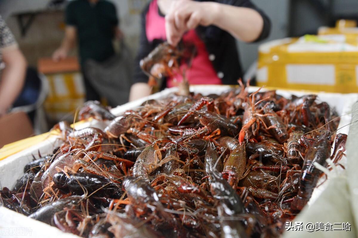 龙虾怎么清洗_龙虾清洗方法