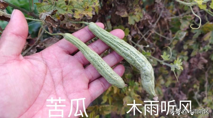 苦瓜怎样才能结瓜多_你知道了吗