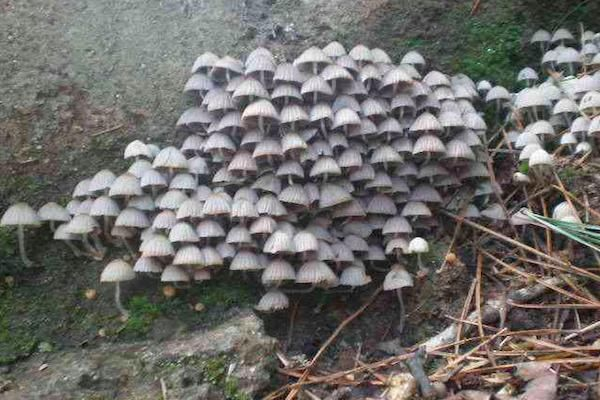 为什么有些蘑菇不能吃_不能吃的蘑菇建议收藏